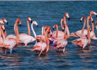 Sunday Market in Belgrade