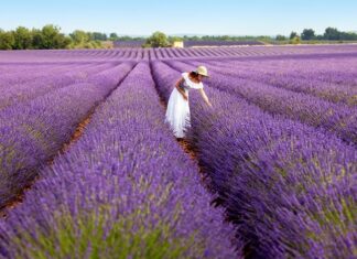 The Feast of Isis at Busiris