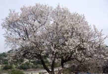 Great Military Feats on Mount Olympus