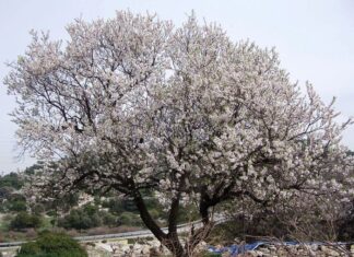 Great Military Feats on Mount Olympus